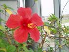 Foto : P1010067.jpg
